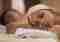 Couple enjoying therapeutic massage therapy and beauty treatments with a body scrub and cava—Love Ritual for 2 wellness retreat at Zen and Spa Marbella, perfect for relaxing spa getaways in Puerto Banús.